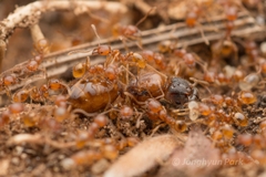 Pheidole fervida