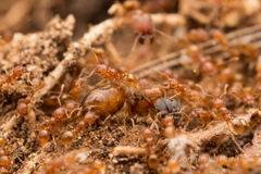 Pheidole fervida