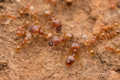 Pheidole fervida