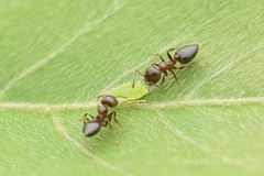 Crematogaster matsumurai