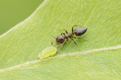 Crematogaster matsumurai