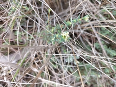 Pimelea spinescens