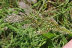 Polypogon interruptus