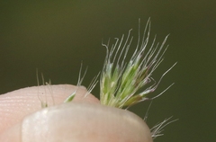 Polypogon interruptus