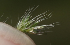 Polypogon interruptus
