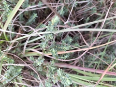 Pimelea spinescens