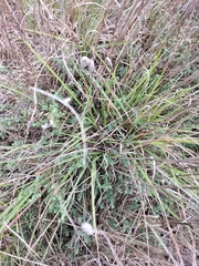 Pimelea spinescens
