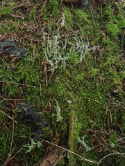 Cladonia darwinii