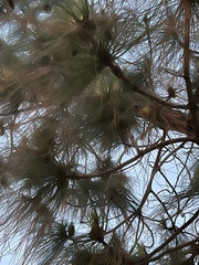 Pinus