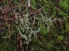 Cladonia darwinii