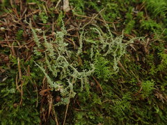 Cladonia darwinii