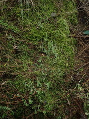 Cladonia darwinii