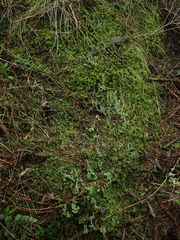 Cladonia darwinii