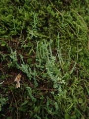 Cladonia darwinii