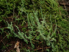Cladonia darwinii
