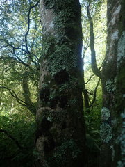 Physma chilense