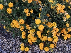 Lantana