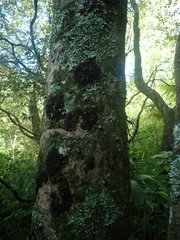 Physma chilense