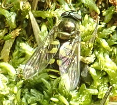 Dasysyrphus intrudens