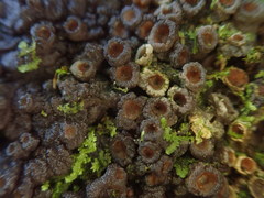 Physma chilense
