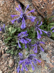 Dracocephalum imberbe