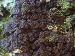 Physma chilense
