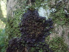 Physma chilense