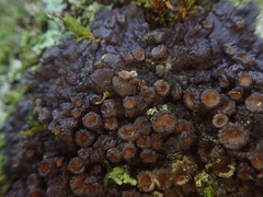 Physma chilense