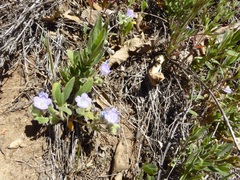 Phacelia divaricata