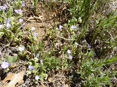 Phacelia divaricata