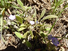 Phacelia divaricata