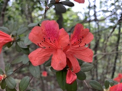 Rhododendron simsii