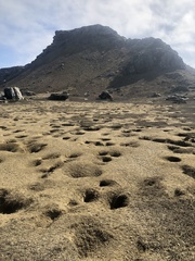 Pelecanoides garnotii