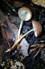 Marasmius cohaerens