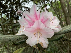 Rhododendron simiarum