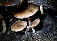 Cystoagaricus subamarus