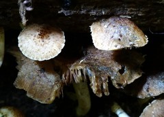 Cystoagaricus subamarus
