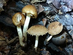 Cystoagaricus subamarus