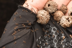 Technomyrmex gibbosus