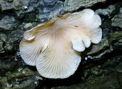 Hohenbuehelia grisea