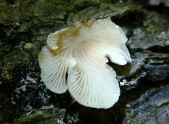 Hohenbuehelia grisea