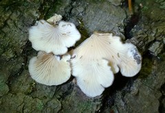 Hohenbuehelia grisea