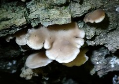 Hohenbuehelia grisea