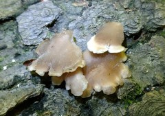 Hohenbuehelia grisea