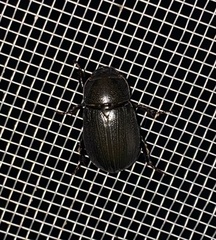 Dyscinetus morator