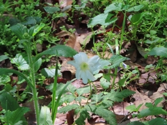 Anemone nikoensis, photograph mami_t_t, CC BY, iNaturalist via GBIF