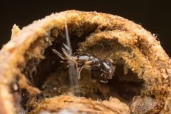 Camponotus itoi