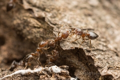 Crematogaster matsumurai