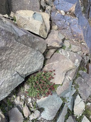 Rhodiola coccinea