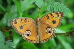 Junonia almana javana